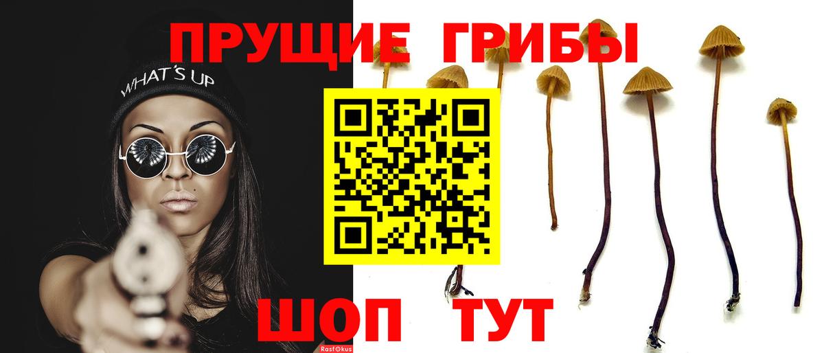 Псилоцибиновые грибы Psilocybine cubensis Кыштым